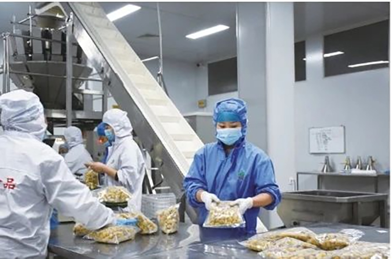 “秋果之王”已上市，青島歐亞德助力板栗行業(yè)發(fā)展！